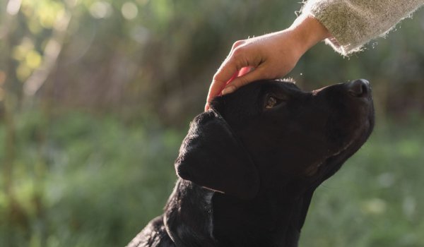 Who has custody of pets after a divorce?